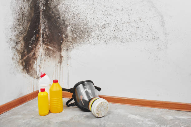Best Certified Mold Removal  in Runnemede, NJ