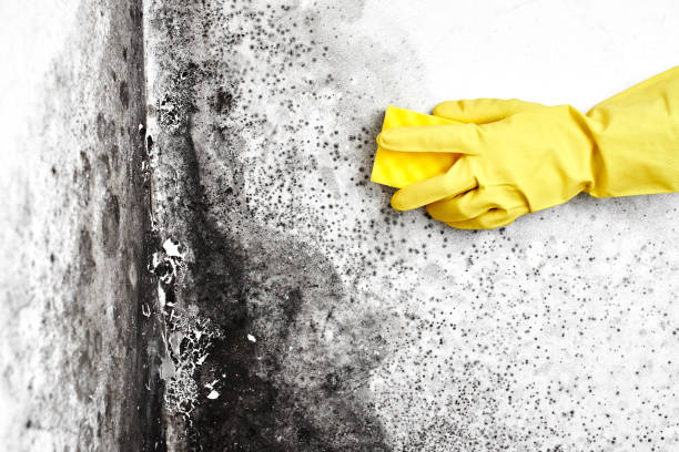 Best Attic Mold Removal  in Runnemede, NJ
