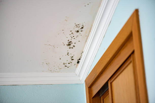 Professional Mold Removal in Runnemede, NJ