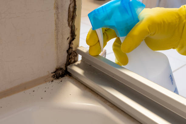 Best Local Mold Removal Service  in Runnemede, NJ