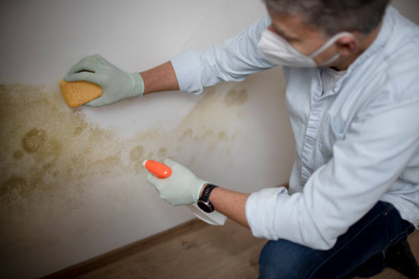 Best Mold Testing and Removal  in Runnemede, NJ