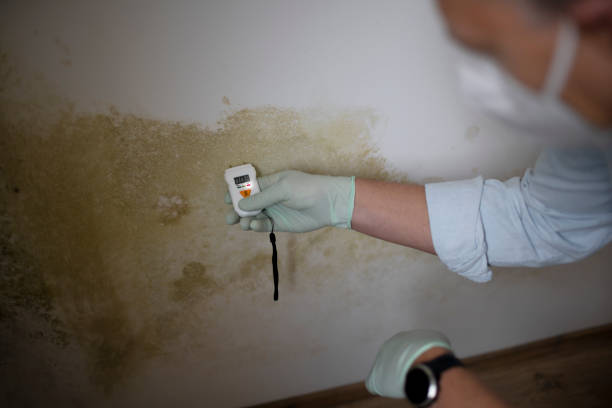 Mold Testing and Removal in Runnemede, NJ