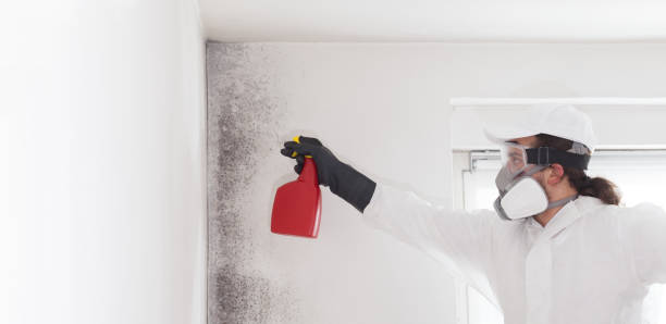 Best Professional Mold Removal  in Runnemede, NJ