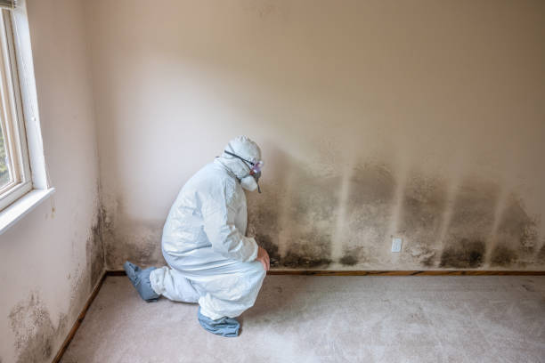 Best Crawl Space Mold Removal  in Runnemede, NJ