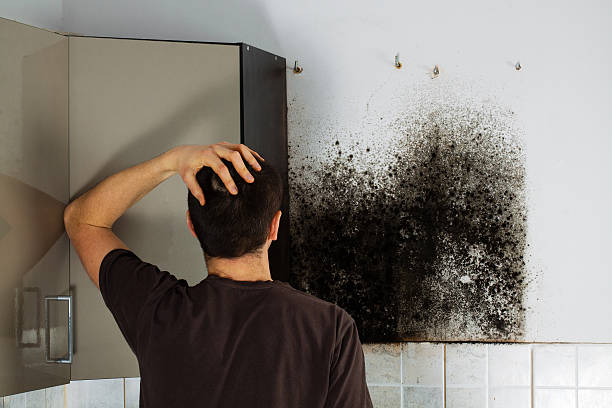 Best Toxic Mold Removal  in Runnemede, NJ