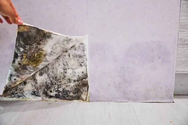 Best Mold Testing  in Runnemede, NJ